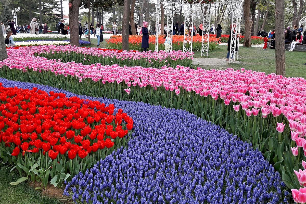 Куда ни глянь — цветы: ежегодный весенний фестиваль тюльпанов в Стамбуле достиг самого пика