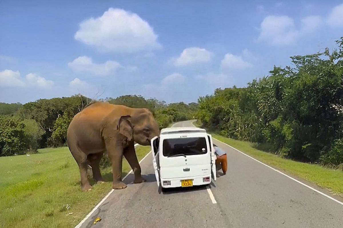 Продемонстрировал силу: на Шри-Ланке слон напал на микроавтобус с российскими туристами Продемонстрировал силу: на Шри-Ланке слон напал на микроавтобус с российскими туристами