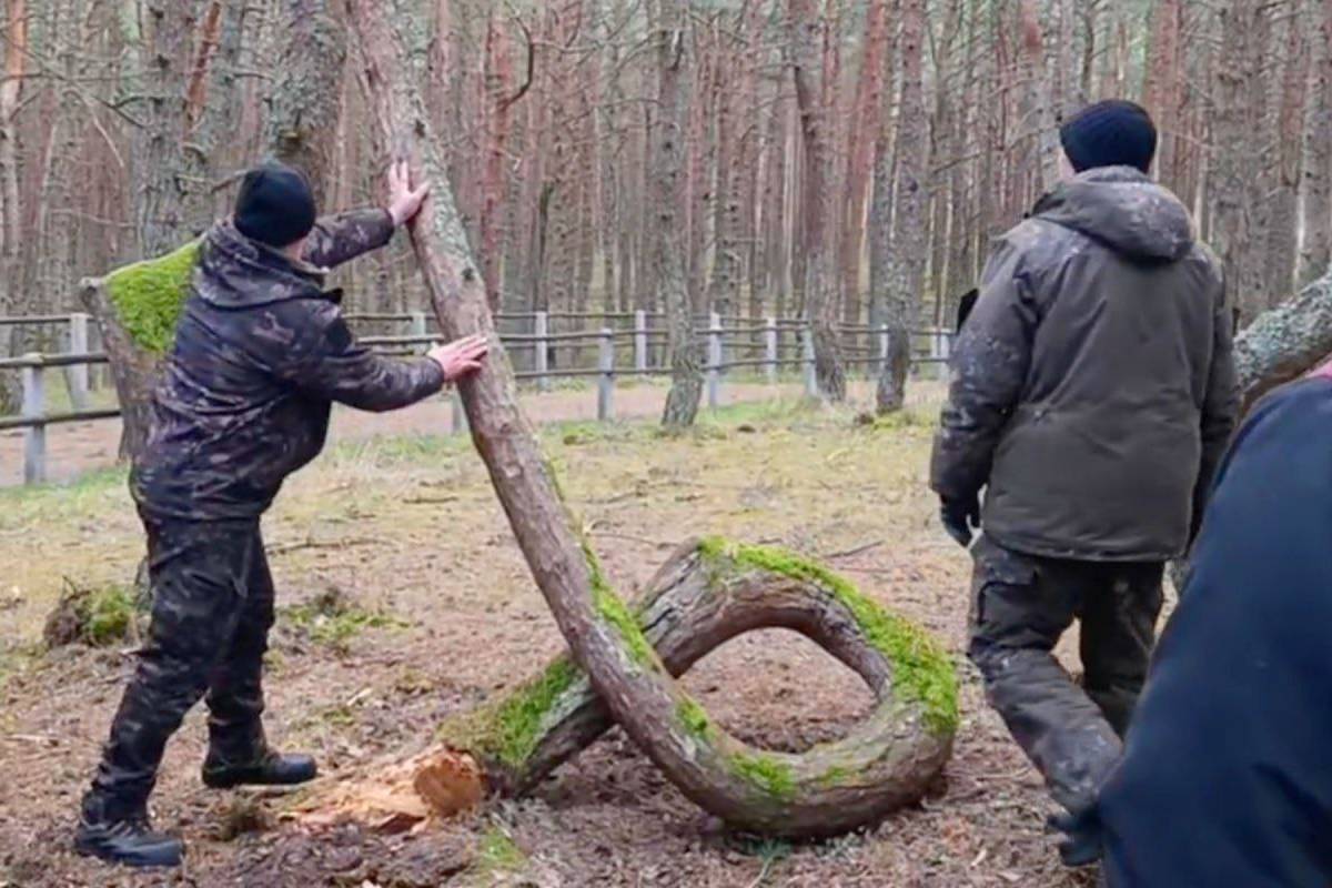 На Куршской косе спилили знаменитую изогнутую сосну На Куршской косе спилили знаменитую изогнутую сосну