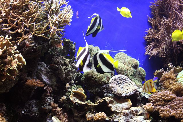 Коралловые рифы, фото