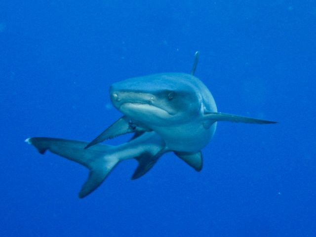 ТОП самых опасных акул мира