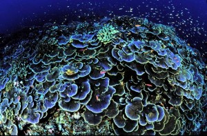Вы сейчас просматриваете Лучшие коралловые рифы мира