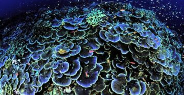Лучшие коралловые рифы мира