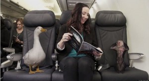 Вы сейчас просматриваете Как перевозить животных в самолете