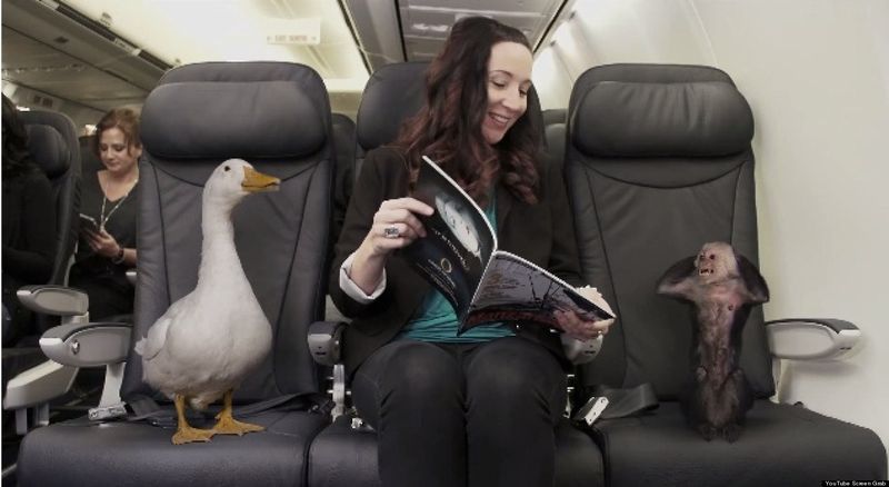 Как перевозить животных в самолете