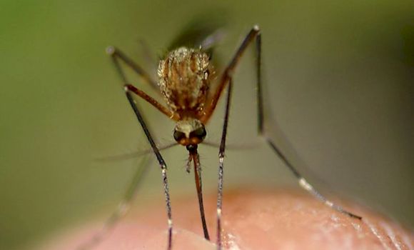 Комар, самое опасное существо на земле