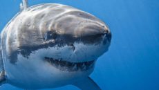 Какие акулы водятся в черном море?