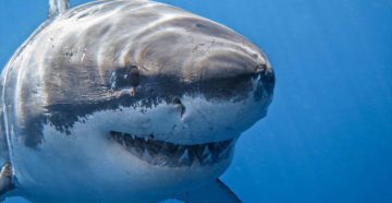 Какие акулы водятся в Чёрном море?