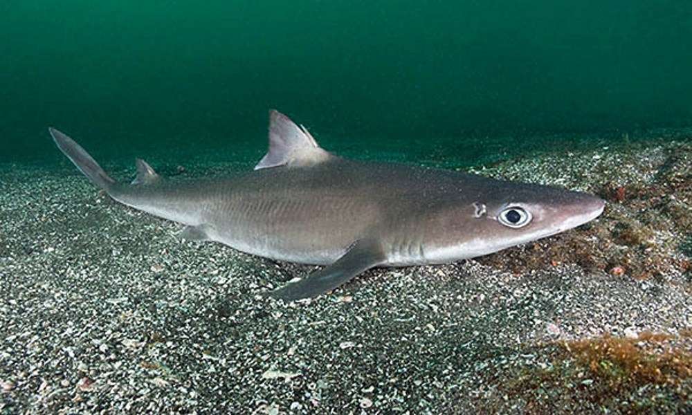 Название акул черного моря