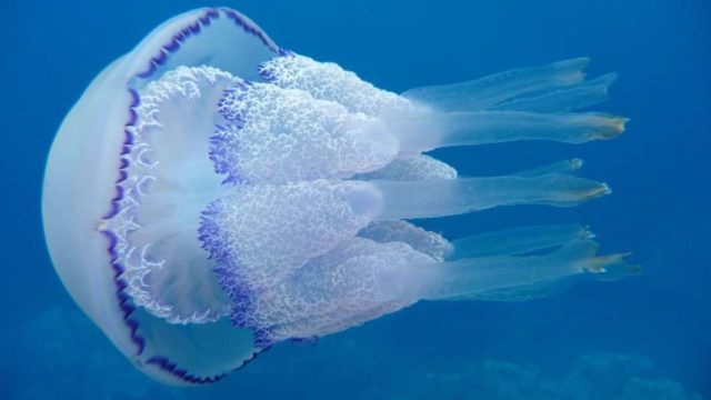 медуза Корнерот