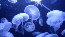 Медузы в Черном море опасны или нет?