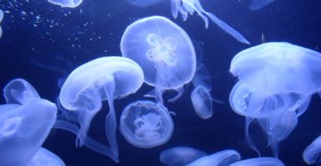 Медузы в Черном море опасны или нет?