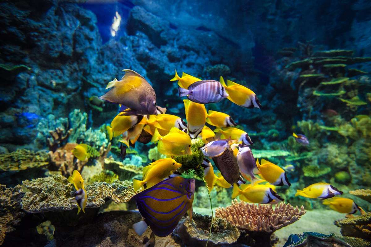 Дискавери сочи. Сочи Дискавери ворлд аквариум. Сочинский океанариум Сочи. Подводный мир:океанариум Sochi Discovery World Aquarium. Океанариум Сочи Дискавери в Адлере.