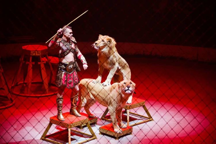 Выступление со львами в цирке