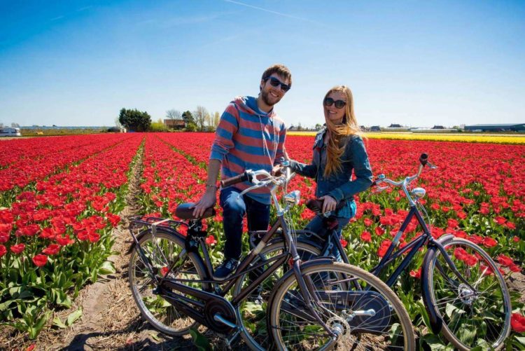 На велосипеде по тюльпановым полям