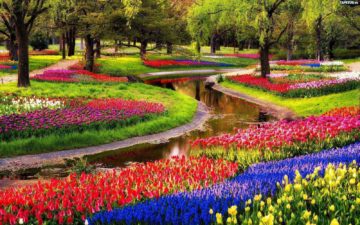 Вы сейчас просматриваете Парк цветов Кекенхоф в Нидерландах