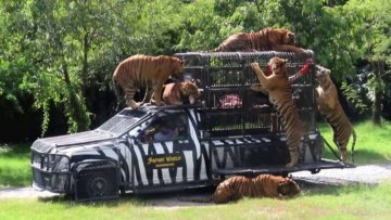 Вы сейчас просматриваете Парк Safari World в Бангкоке