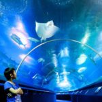 Океанариум Underwater World Pattaya в Паттайе