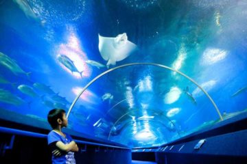 You are currently viewing Океанариум Underwater World Pattaya в Паттайе