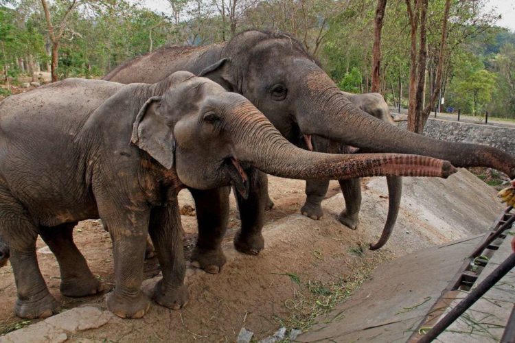Слоны в Кхао Кхео