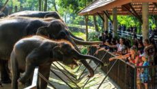 Зоопарк Кхао Кхео в Паттайе