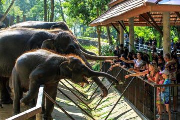 You are currently viewing Зоопарк Кхао Кхео в Паттайе