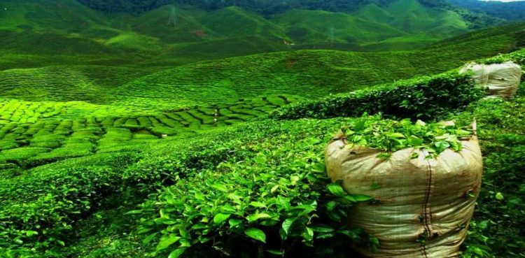Чайные фабрики и плантации