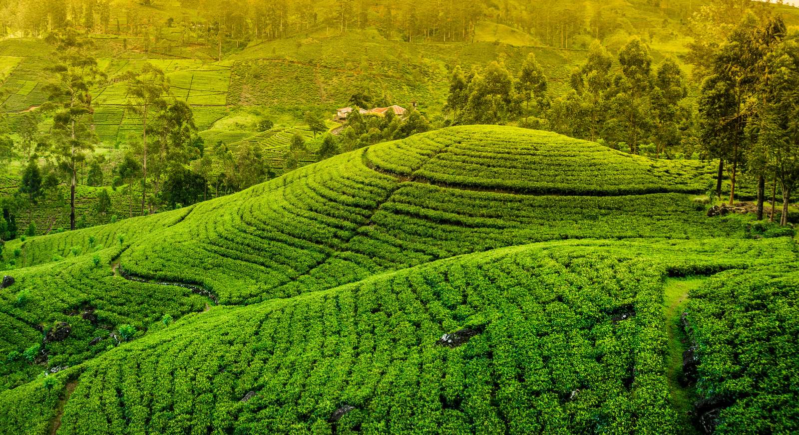 Шри Ланка чайные плантации