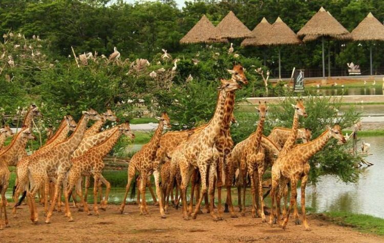 Сафари парк Safari world