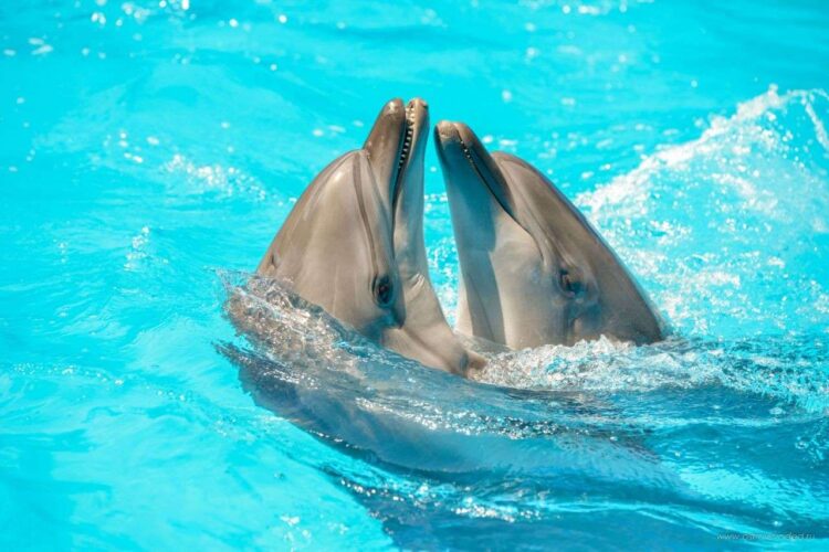 Шоу дельфинов в Алуште