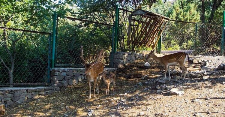 Животные в Дендрозоопарке в Алуште