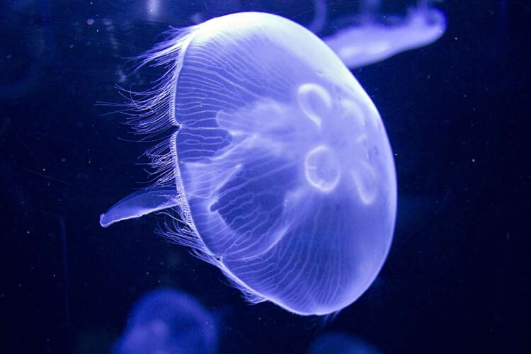 Медуза Аурелия в Азовском море