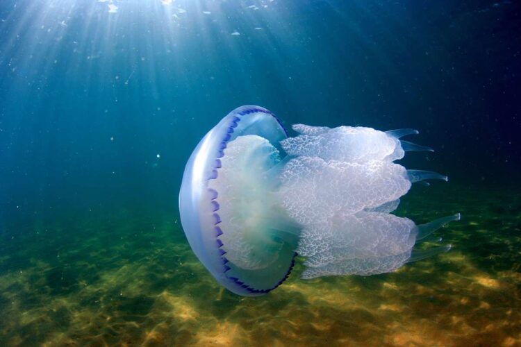 медуза Корнерот