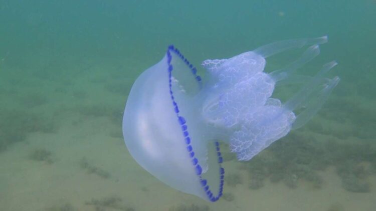 Медуза Корнерот в Азовском море
