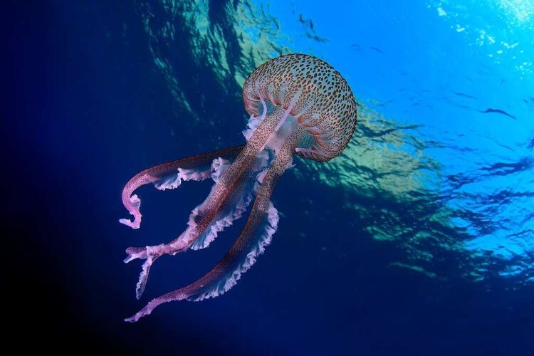 Медуза Пелагия