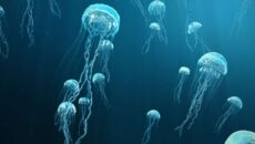 Какие медузы водятся в Азовском море