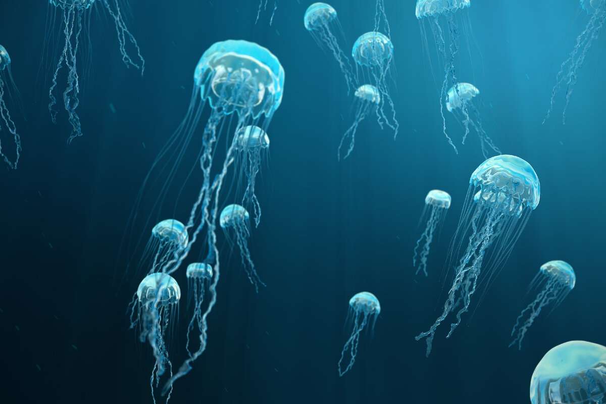 Медузы Черного Моря Фото С Названиями