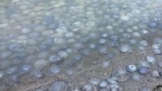 Нашествие медуз в Азовском море в 2021 году: причина и когда закончится