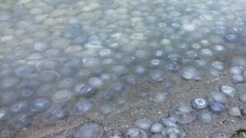 Вы сейчас просматриваете Нашествие медуз в Азовском море в 2021 году: причина и когда закончится