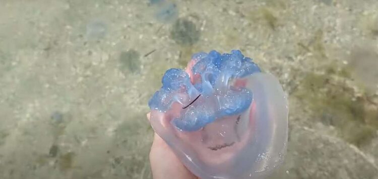 Медузы Азовского моря