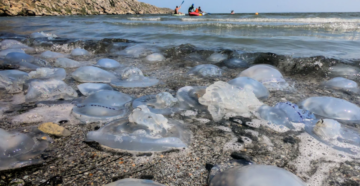 Тысячи медуз заполонили крымское побережье: серьезная опасность для отдыхающих