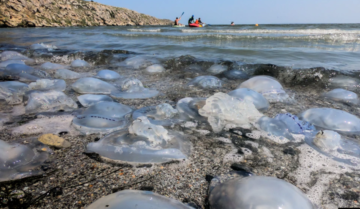 Вы сейчас просматриваете Тысячи медуз заполонили крымское побережье: серьезная опасность для отдыхающих