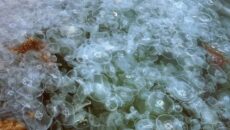 Медузы в Крыму
