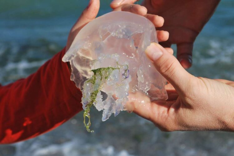 Медуза в руках туриста