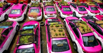 В Таиланде безработные водители такси создали огороды на крышах машин