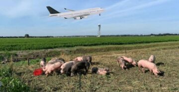 Аэропорт Амстердама взял на работу свиней для разгона птиц