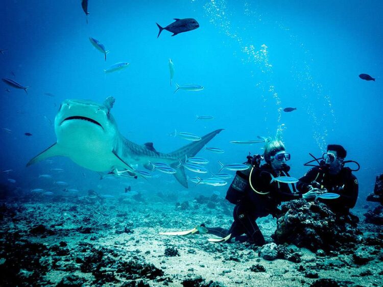 Встреча дайверов с акулой в Египте