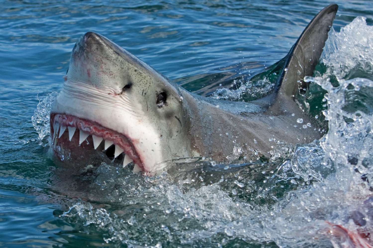 Por que hay tantos tiburones en españa