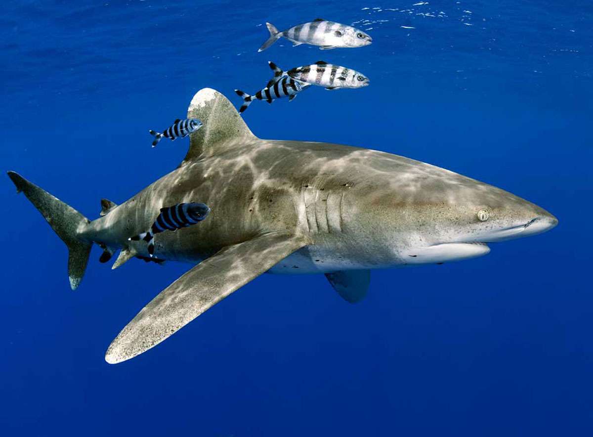 Серая длиннокрылая акула