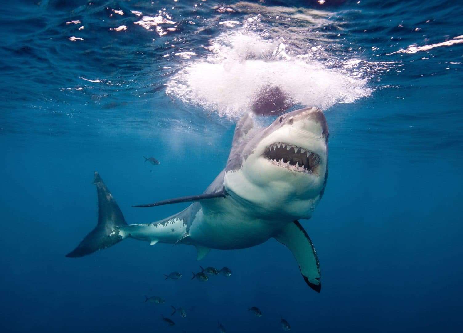 Фото акулы в египте